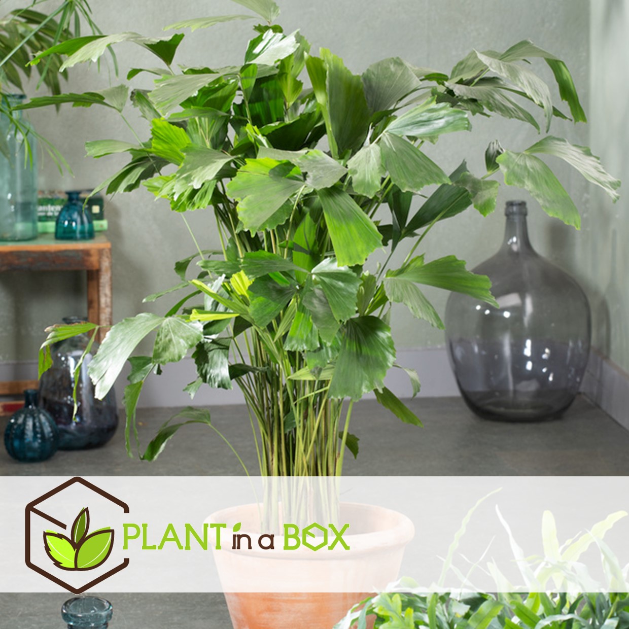 Caryota mitis - plante d'intérieur verte - pot 27cm - hauteur 120-130cm