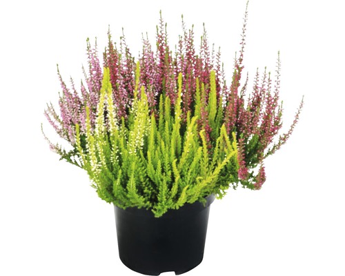 Driekleurige heide (Calluna vulgaris 'Beauty Ladies' Trio, pot Ø 17 cm, diverse soorten en kleuren)