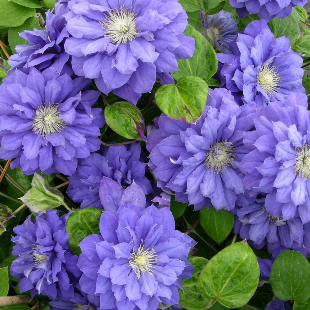 Clématite kiri te kanawa/clematis kiri te kanawa[-]pot de 1,5l - tuteur bambou 30/60 cm