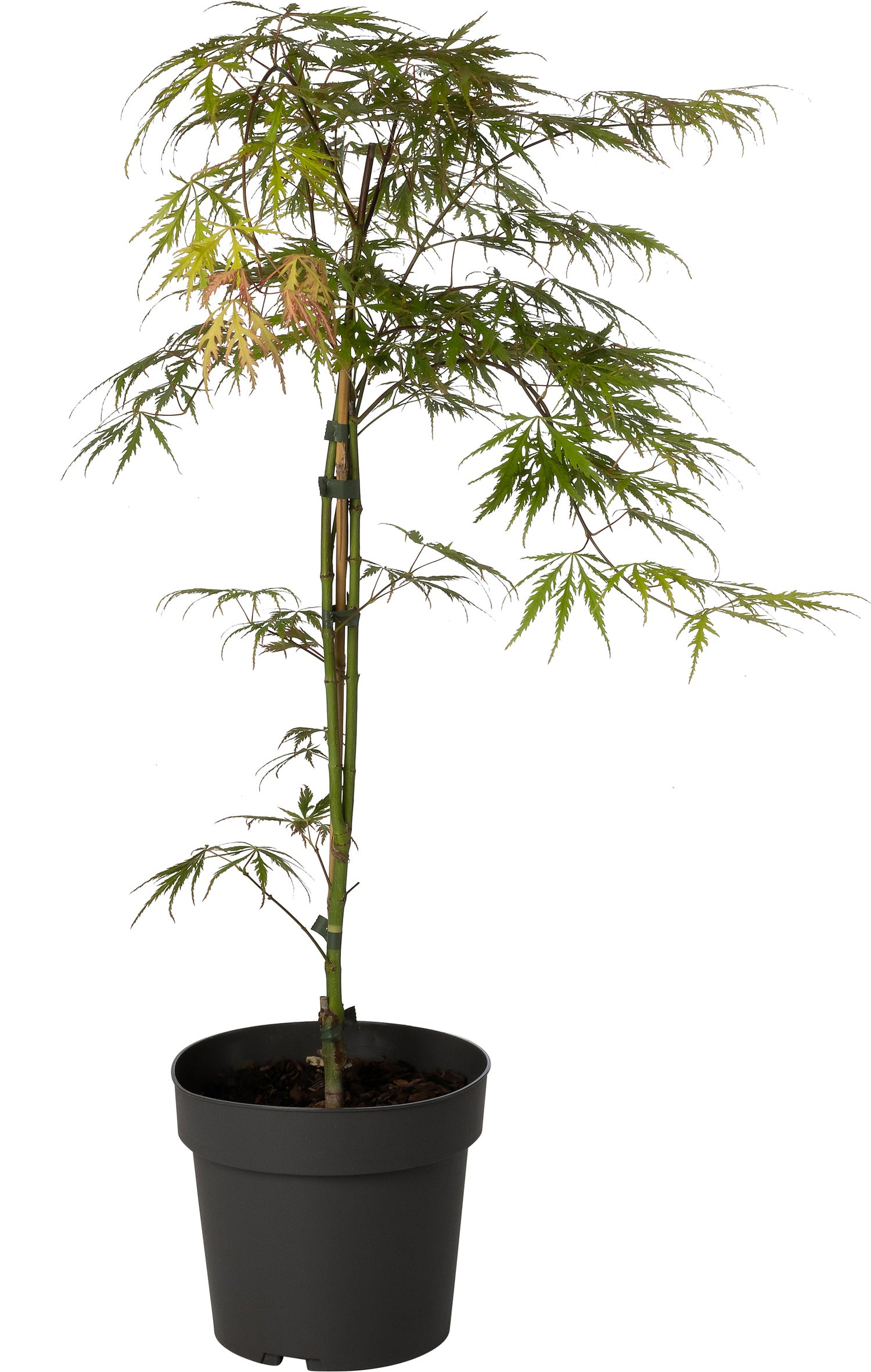 Japanse Esdoorn (Acer palmatum 'Dissectum') D 19 H 50 cm