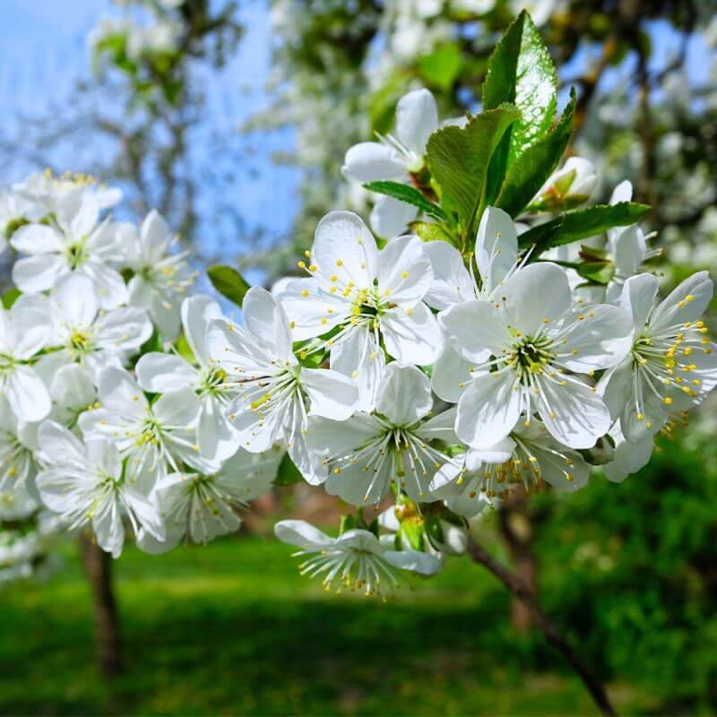 Cerisier sunburst bio (prunus avium) - scion de 100 à 150cm
