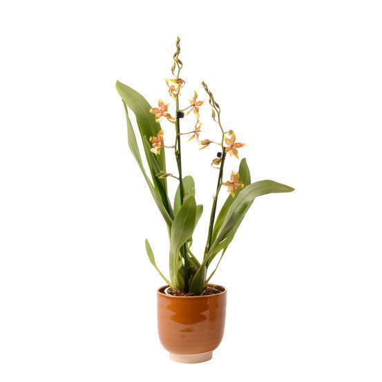 Orchidée cambria cache-pot céramique Ø14 cm - 2 tiges