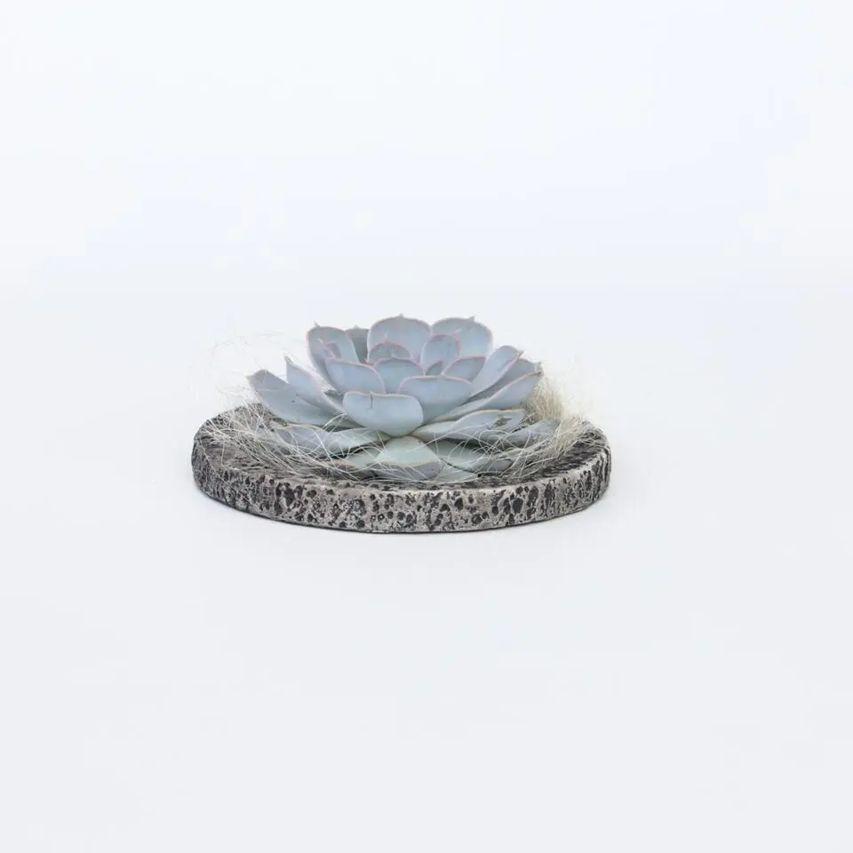 Echeveria - Echeveria lilacina - Hoogte 8cm