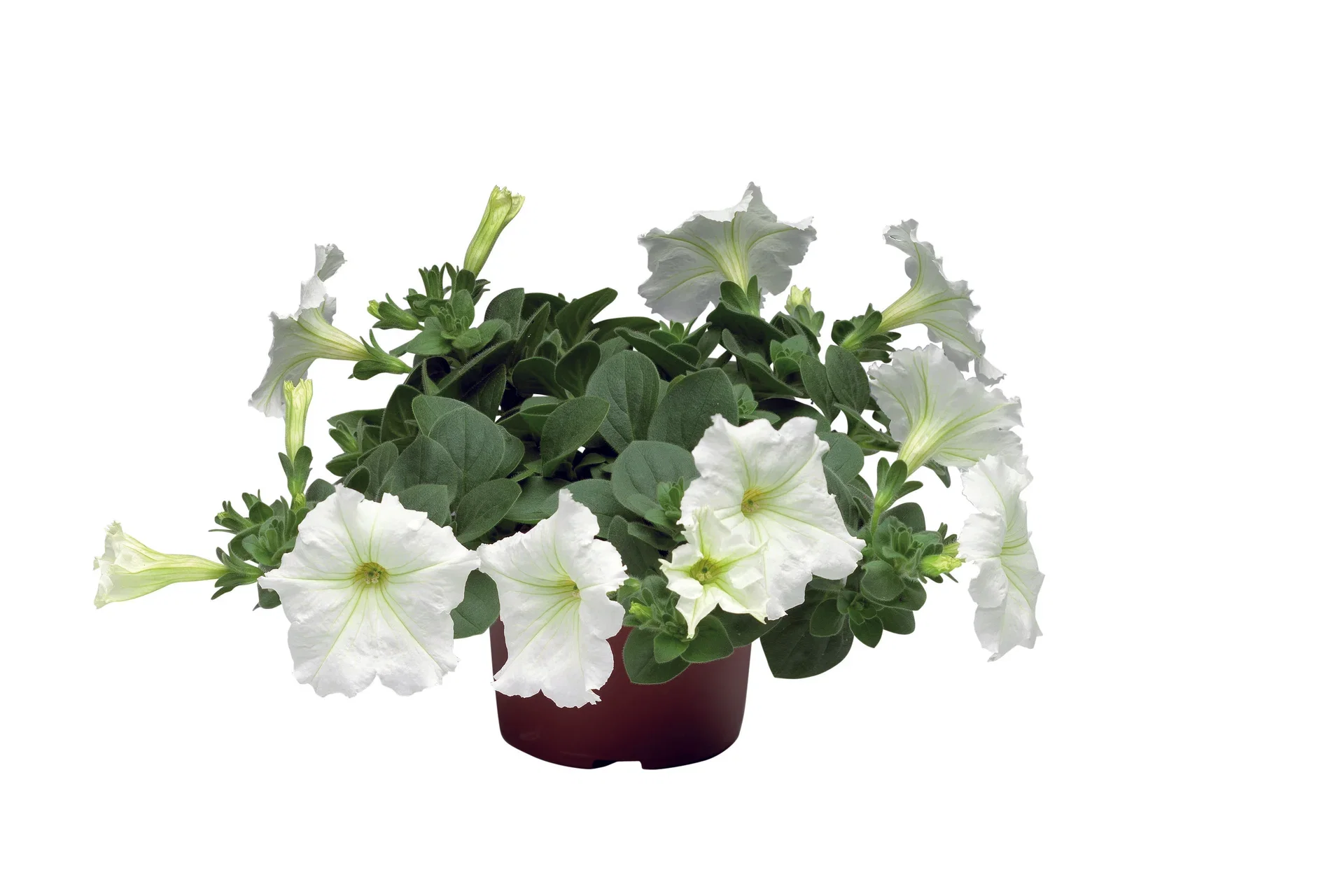 Petunia h. White 12 cm Petunia Ø12 cm