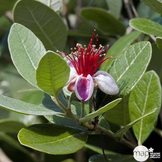 Feijoa Sellowiana - pot de 3 litres