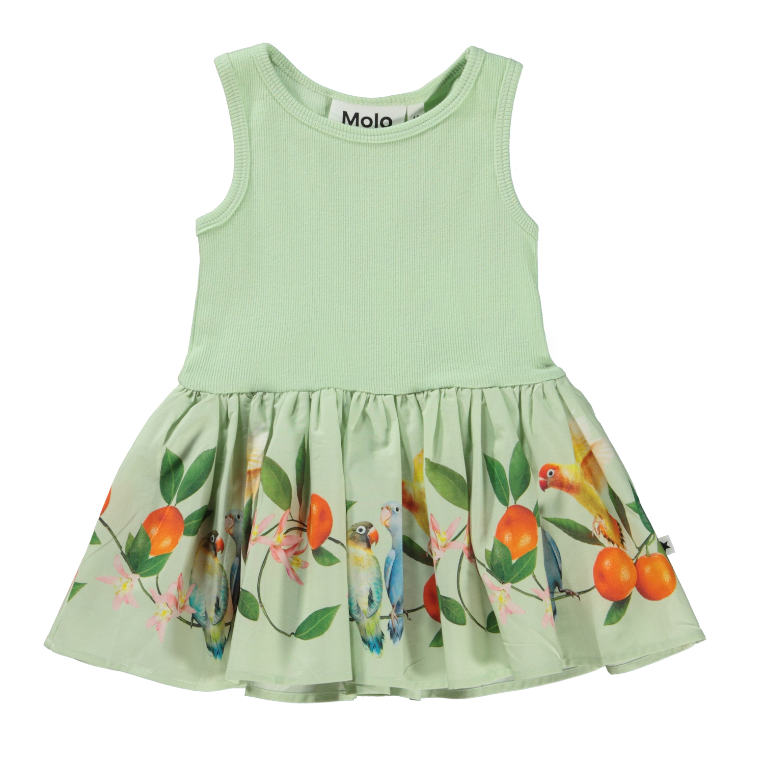 Cordelia - Sweet Parakeet