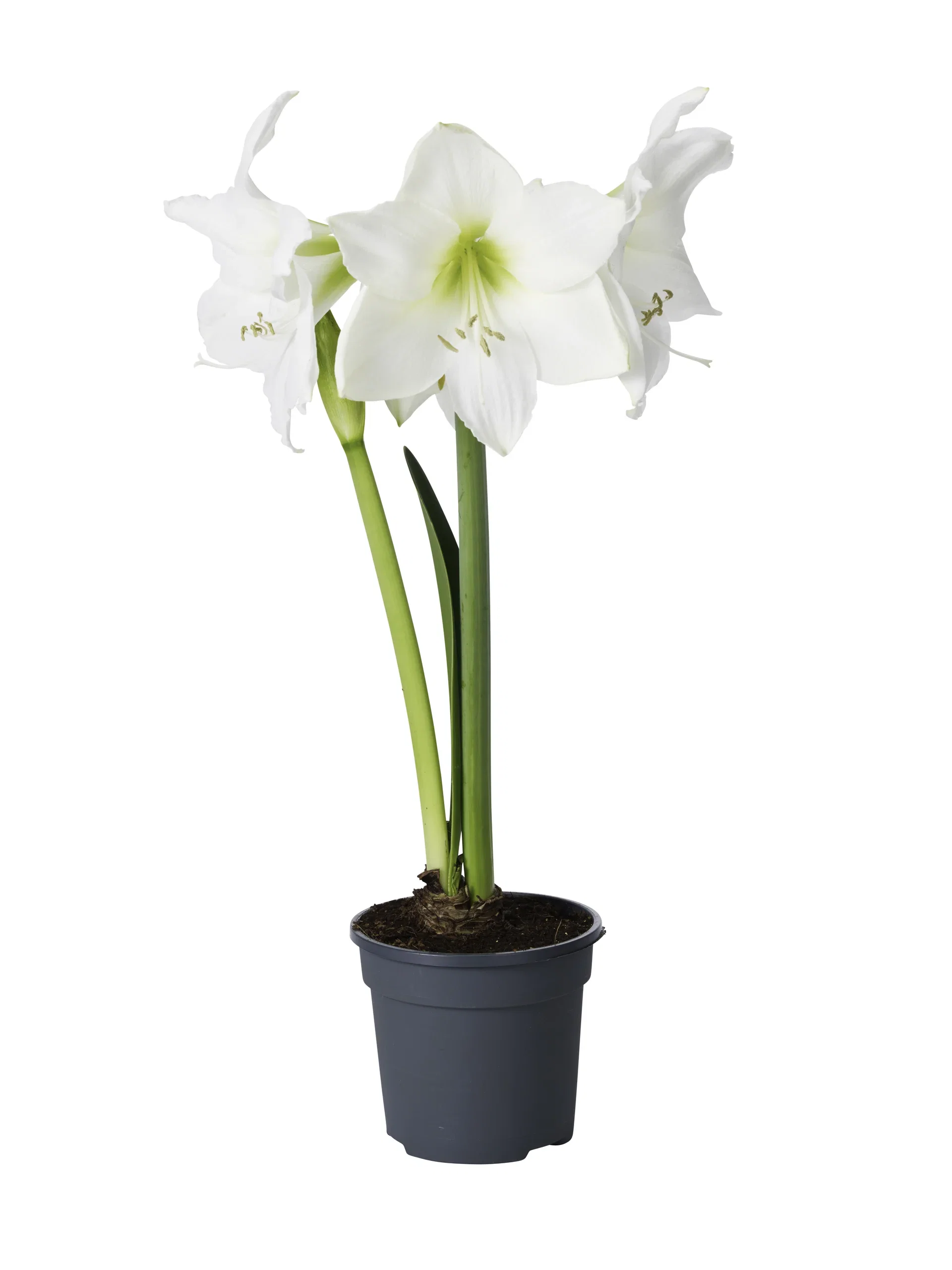 Hippeastrum x hortorum Amaryllis 2- grenet Omkrets 32 cm