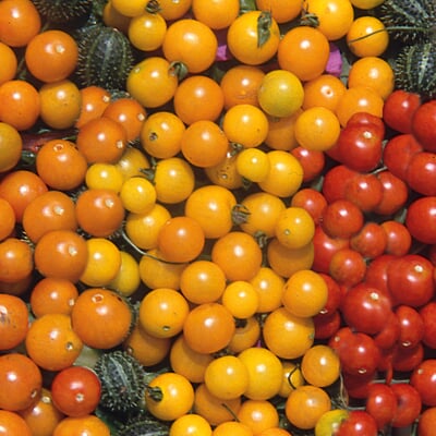 Gemüsesamen Wildtomaten