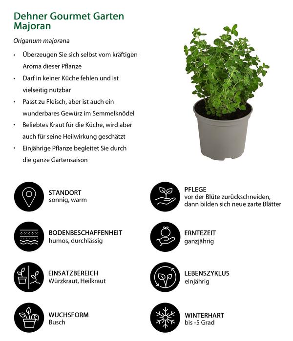 Dehner Gourmet Garten Majoran, einjährig