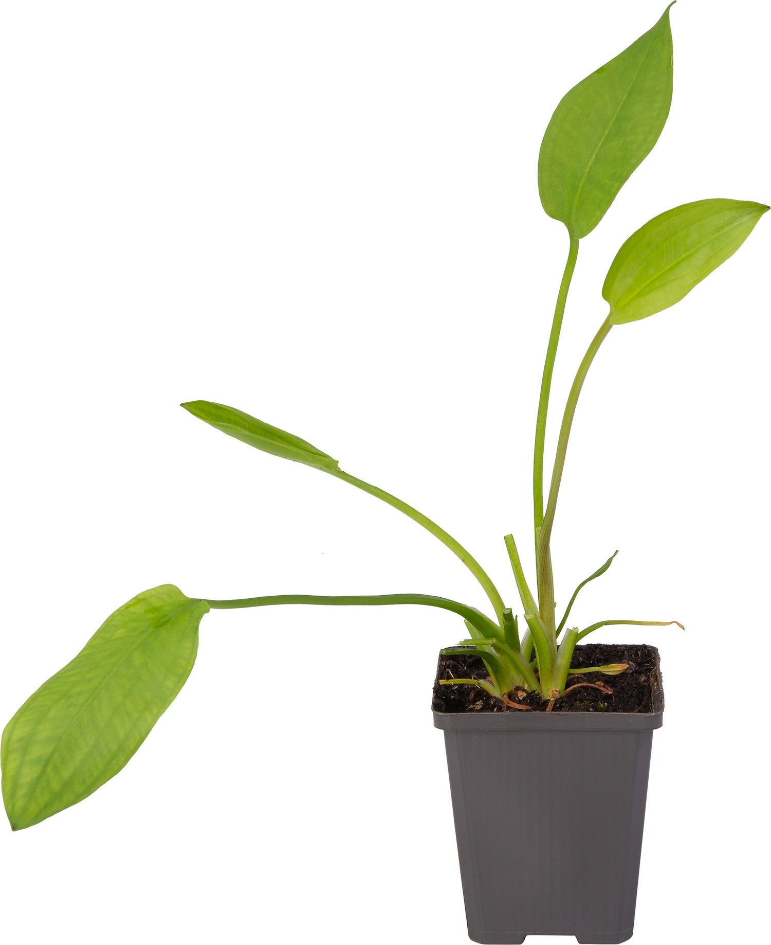 Waterweegbree (Alisma plantago-aquatica) D 9 H 20 cm
