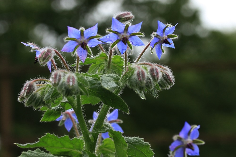 Kit cadeau - bio - bourrache - 40 graines - borago officinalis