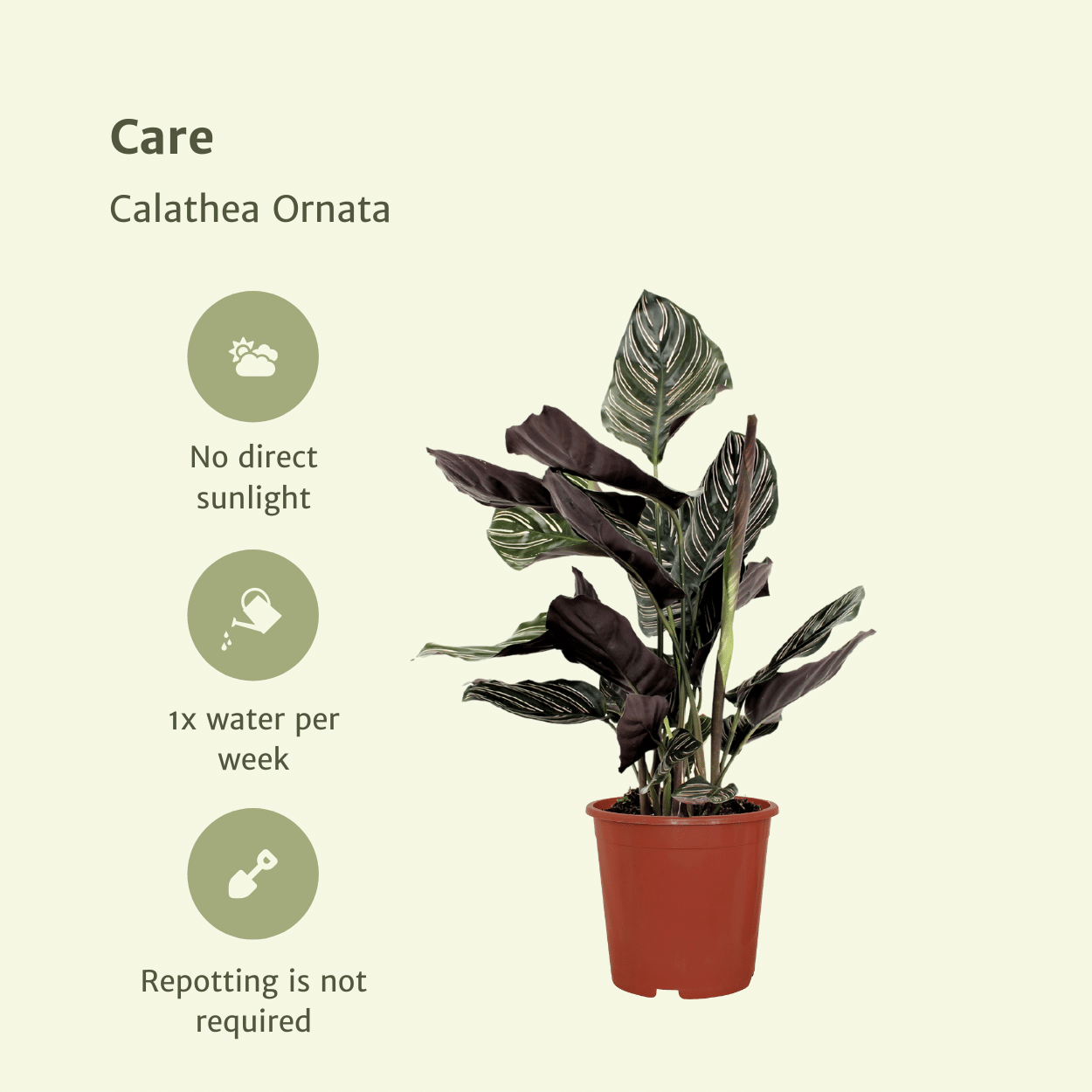 Plante d'intérieur - calathea ornata - lot de 2 50cm