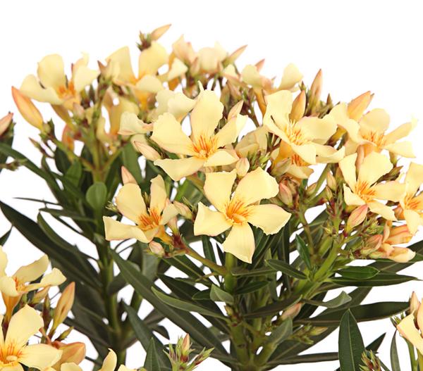 Oleander, Stämmchen, verschiedene Farben