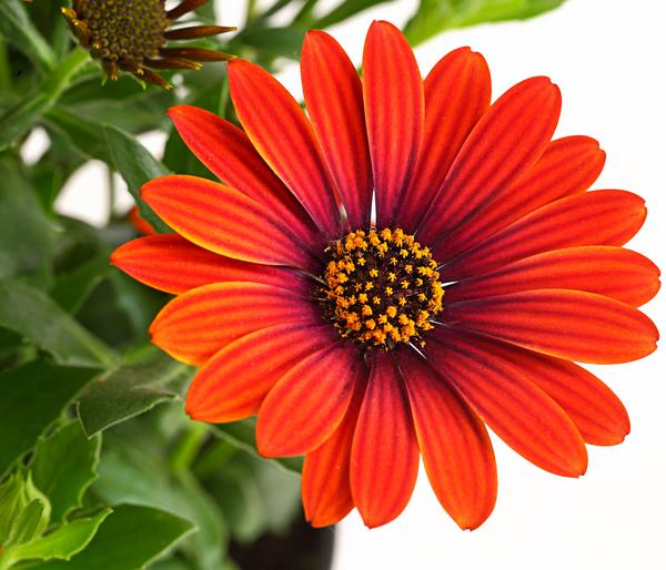 Kapkörbchen 'Purple Sun'