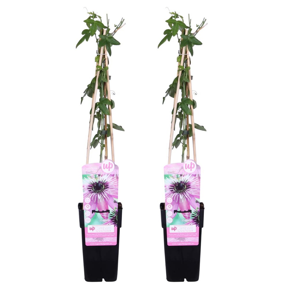 2x passiflora purple haze – passiflore – plante grimpante – facile d'entretien – ⌀15 cm - ↕60-70 cm