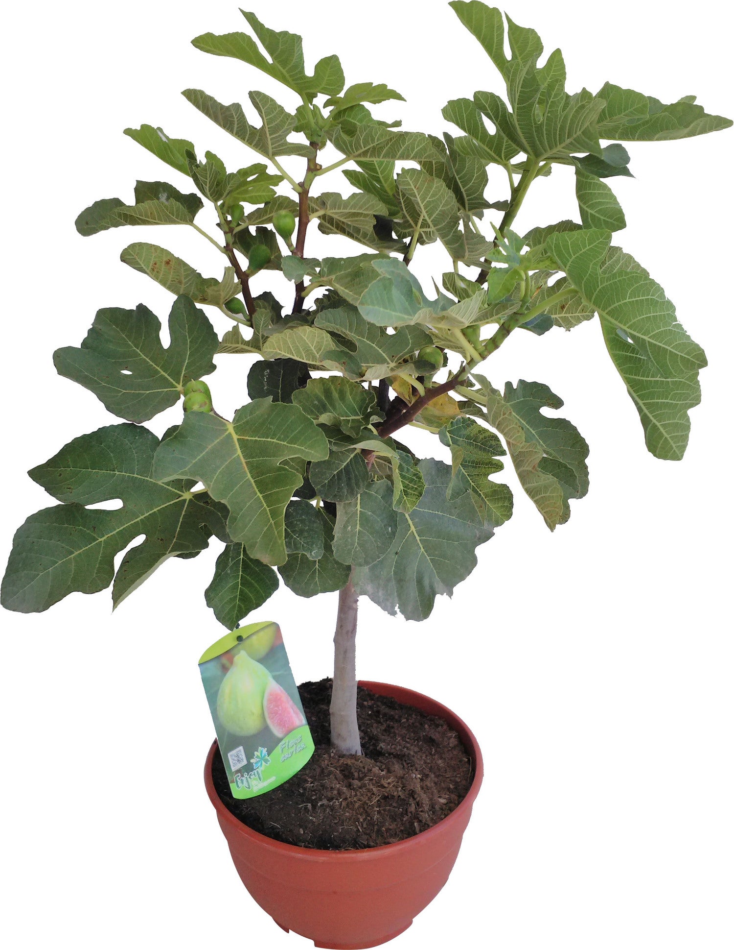 Vijg (Ficus carica) D 25 H 60 cm
