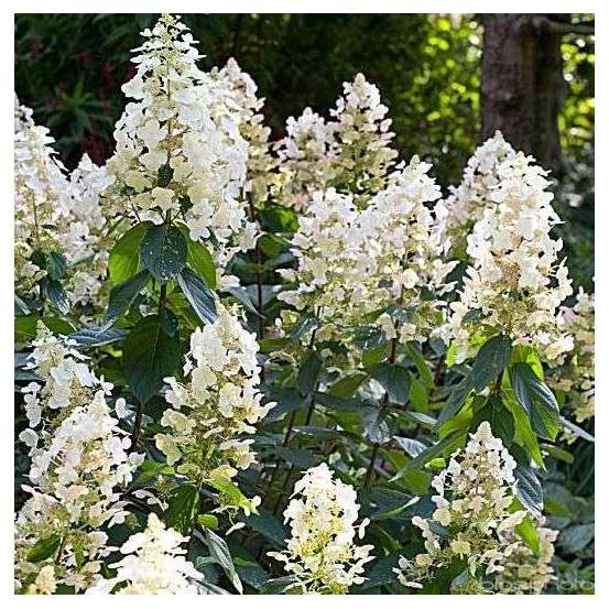 Hydrangea paniculata, ctr 4 L