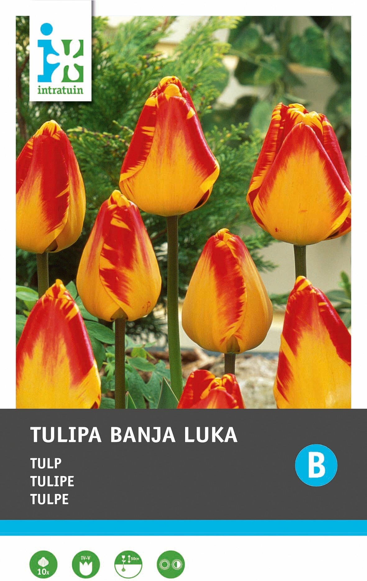 Intratuin bloembollen Tulp (Tulipa 'Banja Luka')10 stuks