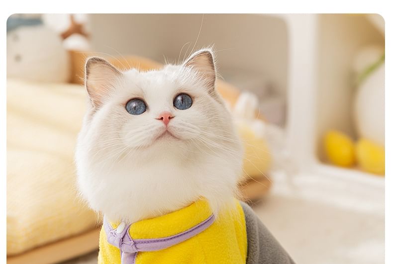Cissilli - Color Block Pet Top