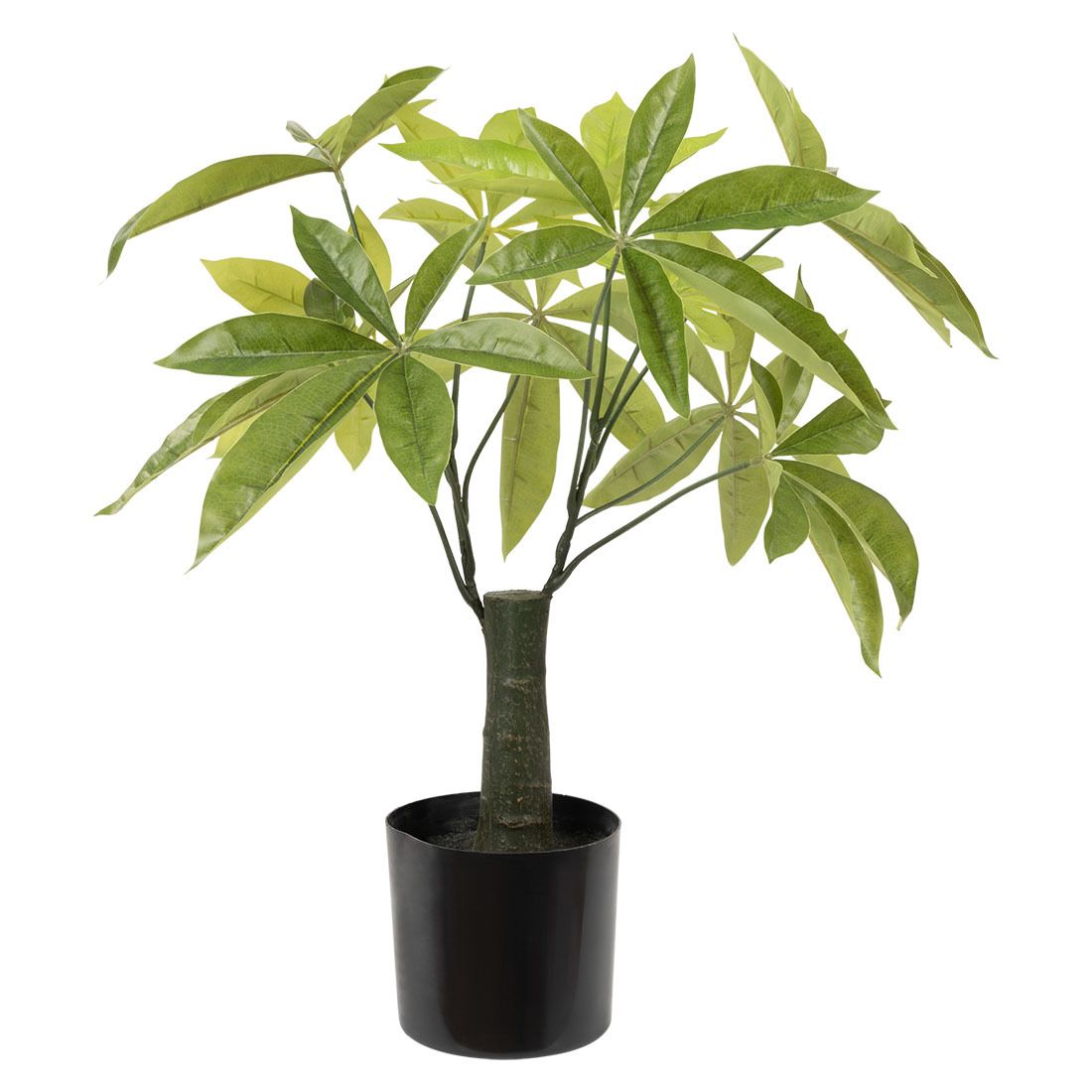 Paraplytreplante