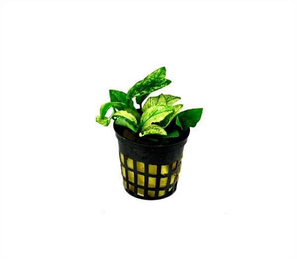 Anubia nana pinto