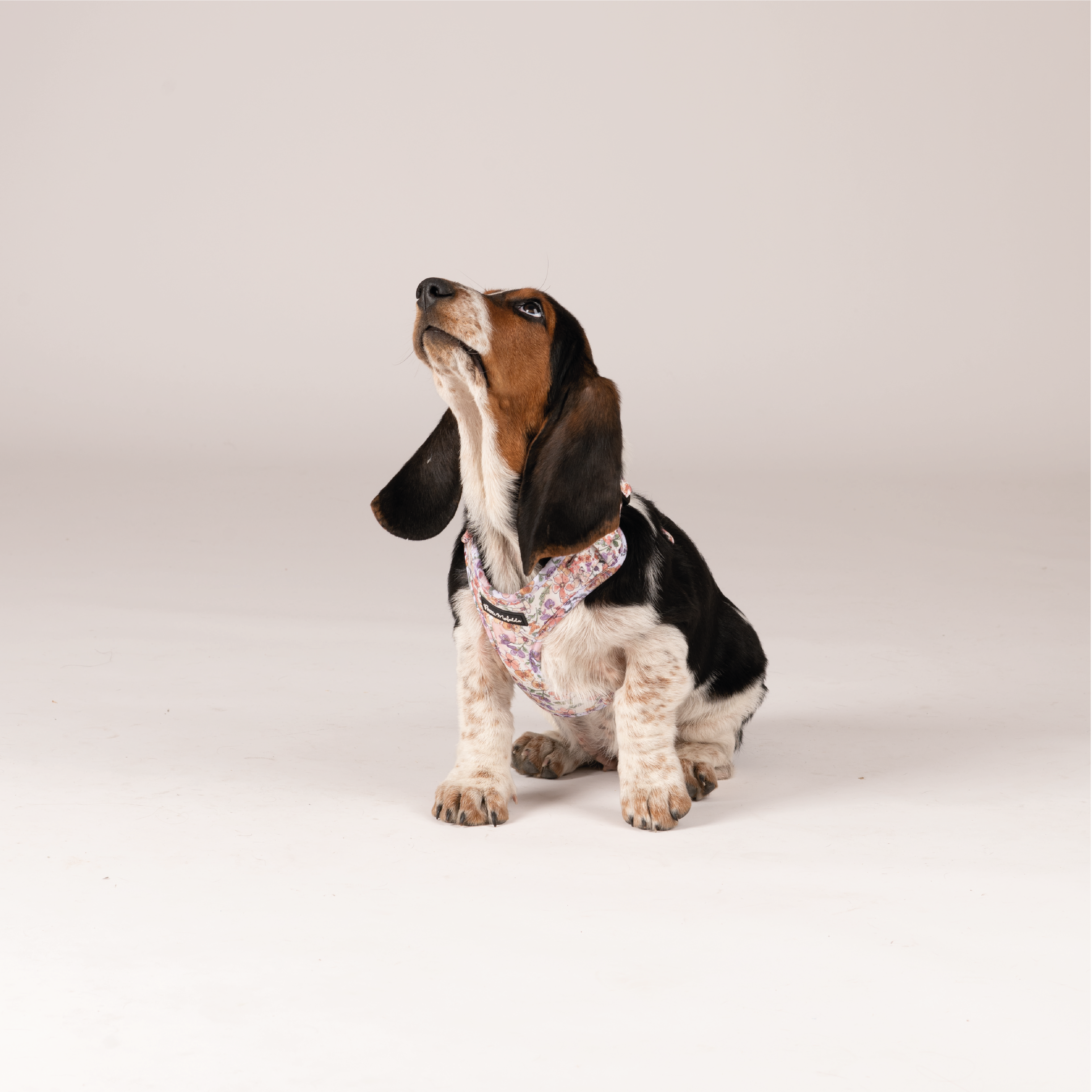 Coleira ajustável Petite Mafalda com estampa floral rosa para cães