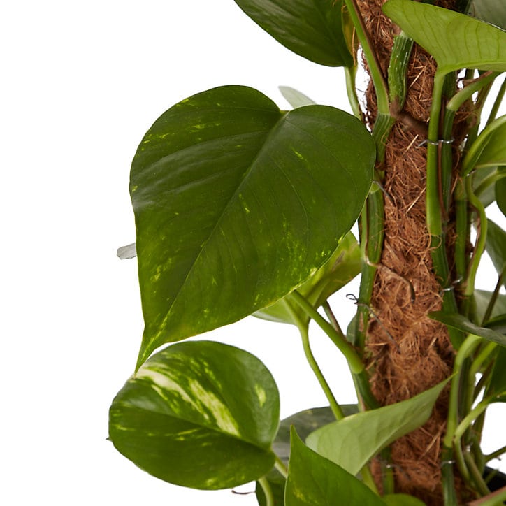 Petit Pothos sur tuteur en mousse 19cm