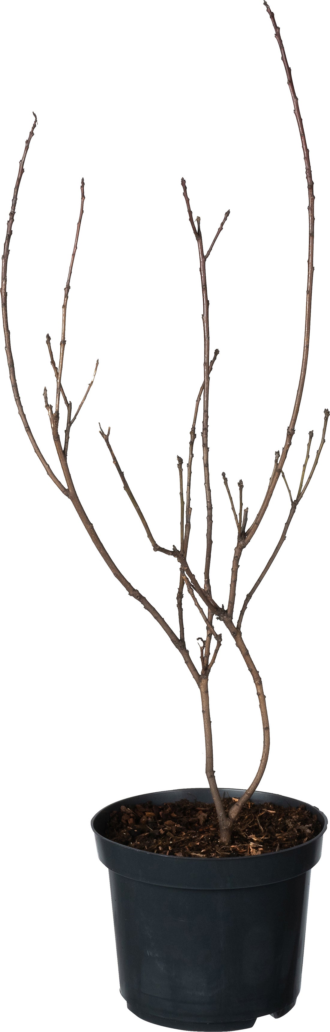Pruikenboom (Cotinus coggygria 'Royal Purple') D 17 H 30 cm