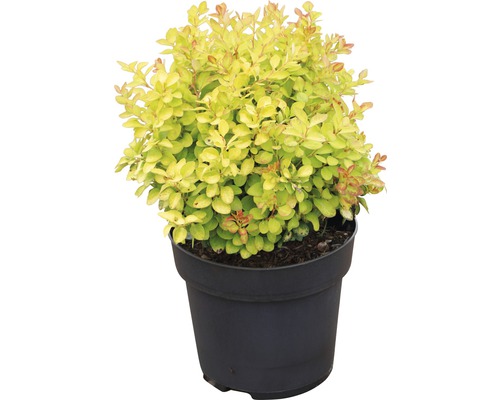 Berberis FloraSelf Berberis thunbergii 'Limoncello' H 30-40 cm Co 4.5 L