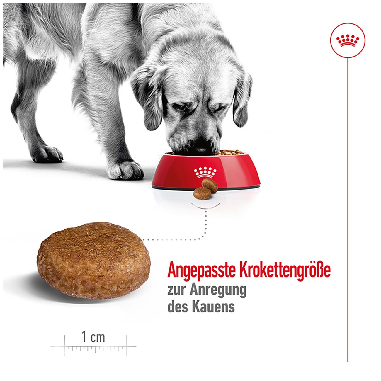 ROYAL CANIN Maxi Adult 5+ 4 kg