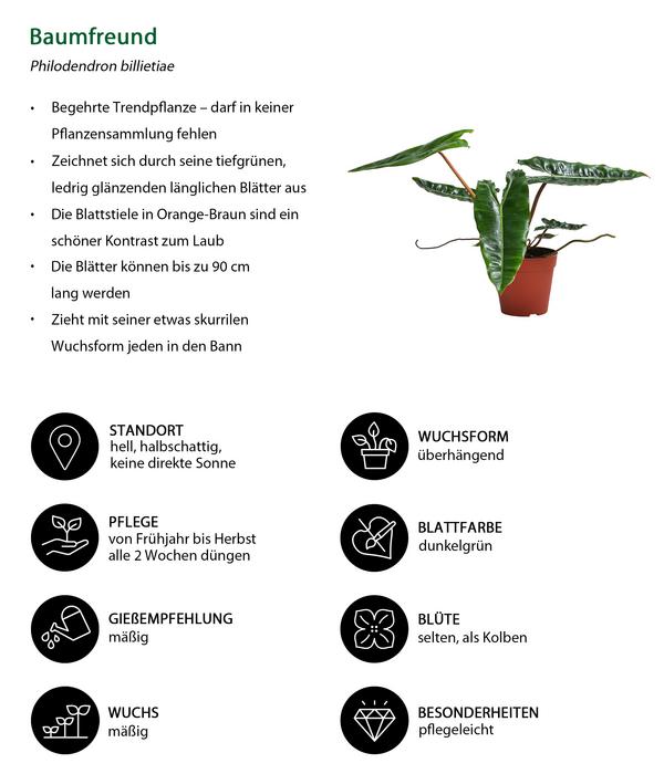 Zimmerpflanzen-Set Dschungel Feeling, 6-teilig
