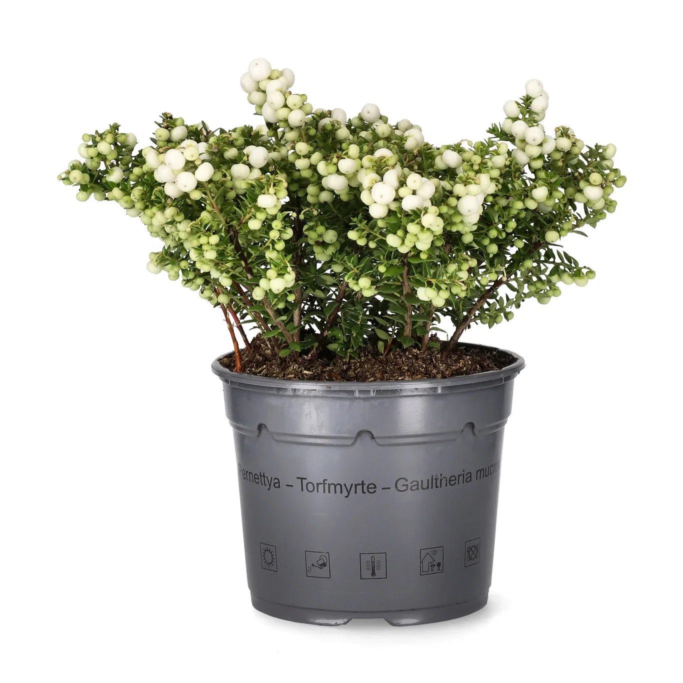 Gaultheria mucronata Bærmyrt Ø17 cm