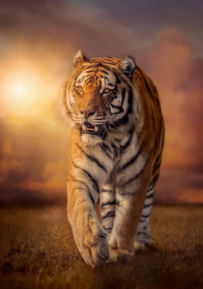 HIGH  QUALITY -  PUZZLE 1500 PIECES TIGER