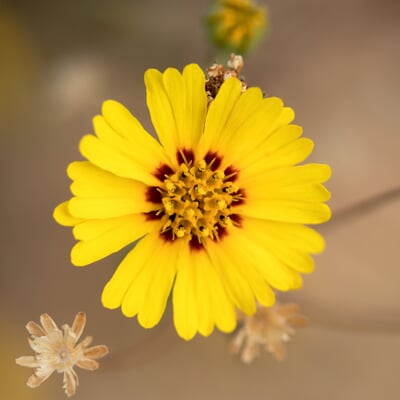 Blumensamen Abend- und Nachtdufter