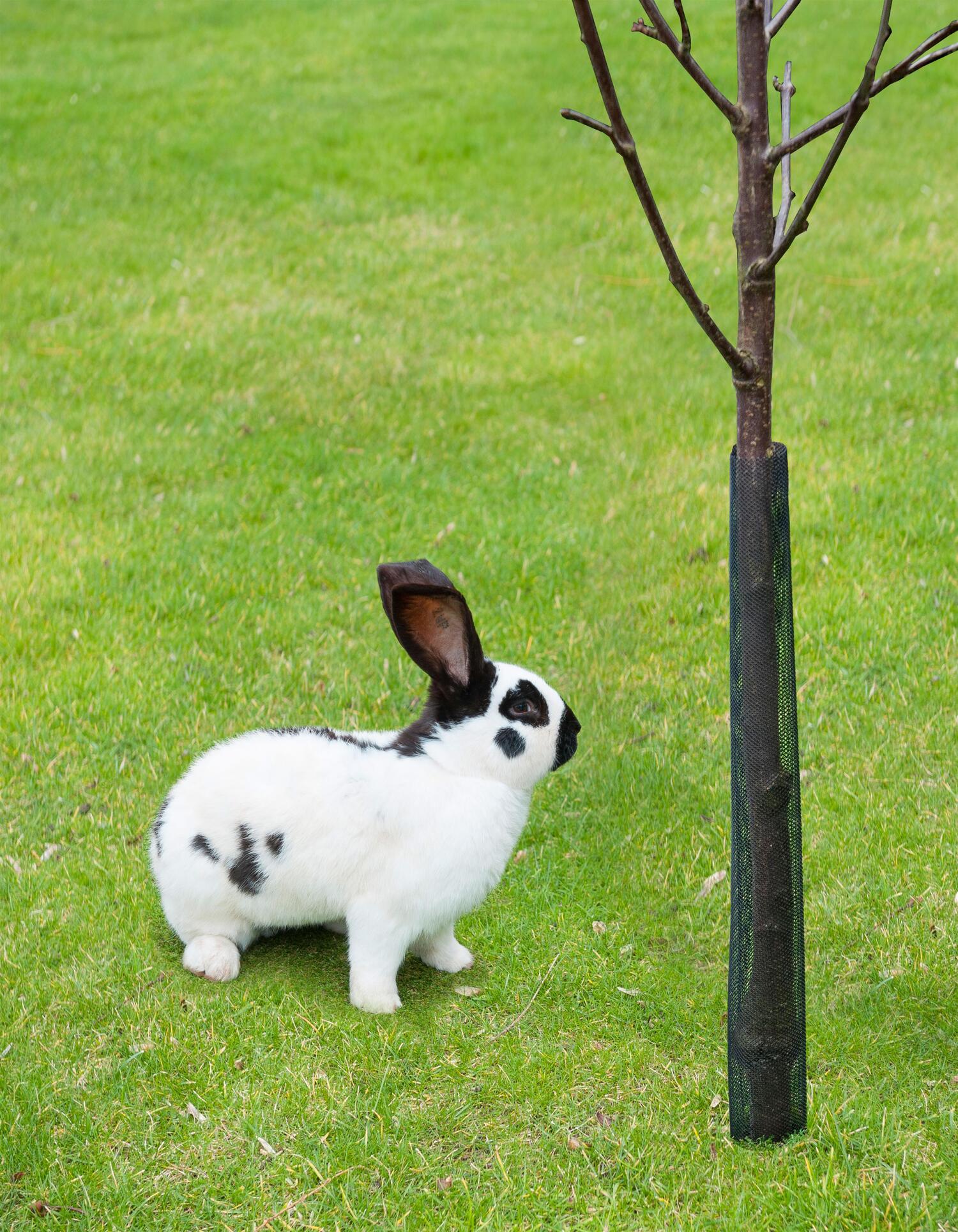 Nature boombeschermers h55cm x D6cm 4 stuks