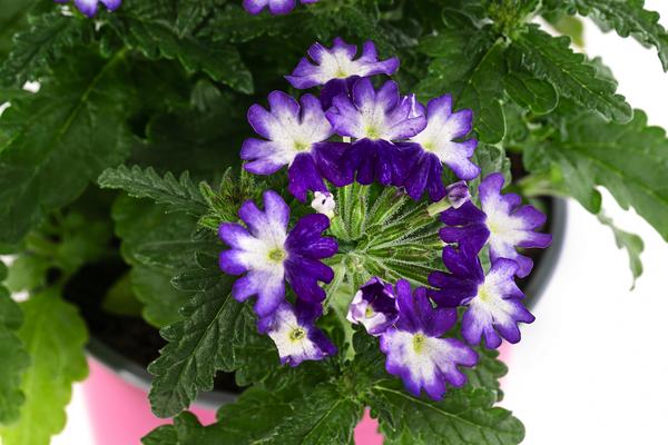Eisenkraut 'Knutschfleck', verschiedene Farben