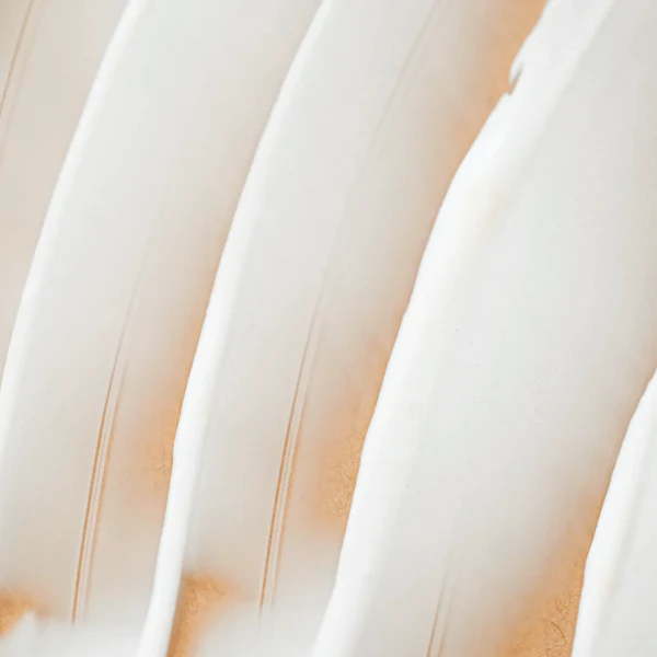 Endro Crème Visage Nourrissante