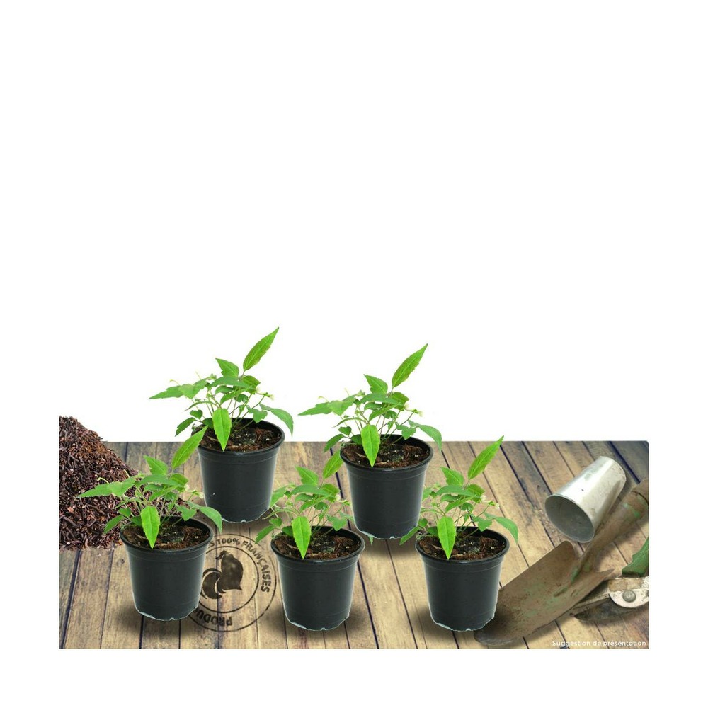 Laurier-sauce nobilis/laurus nobilis[-]pot de 7,5l - 60/80 cm