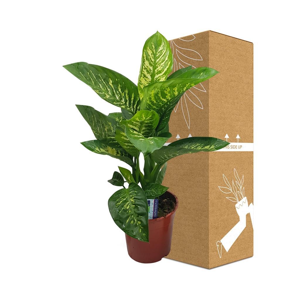 Plante d'intérieur - dieffenbachia 'seguine tropic snow' 85.0cm
