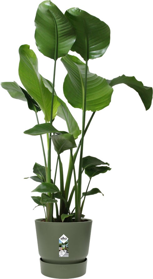 Elho bloempot Greenville groen D 29,5 H 27,8 cm