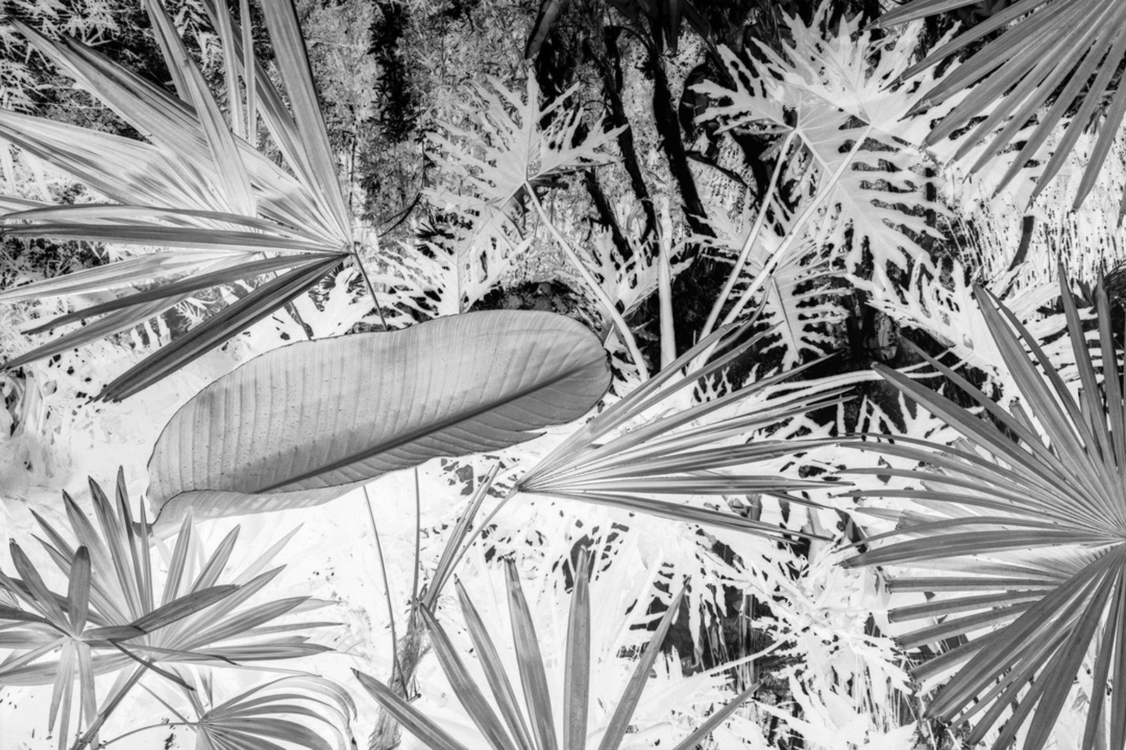 DSC1706I.BW by Robert Bonk - Limited Edition. Edition of: 150. Signed.