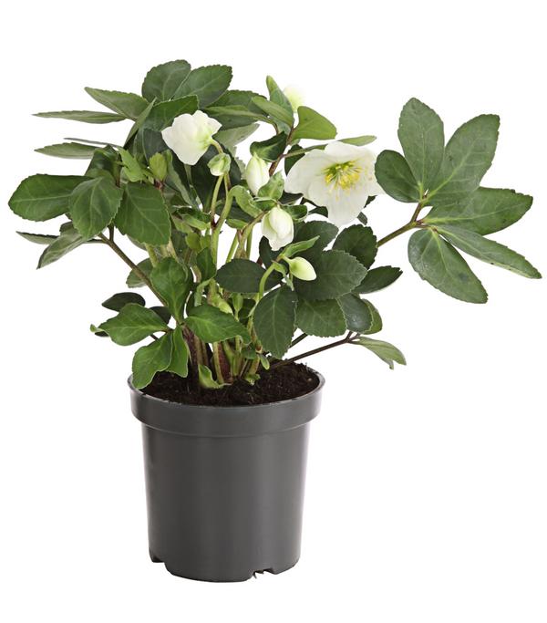 Christrose