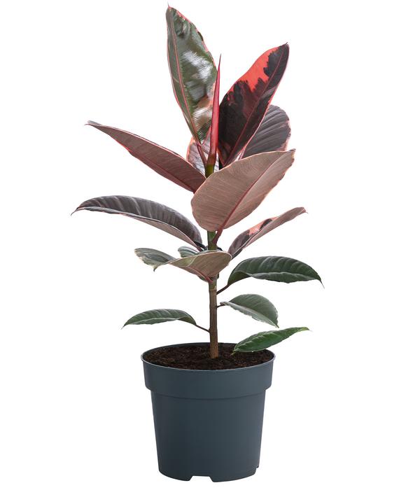 Gummibaum - Ficus elastica 'Belize'