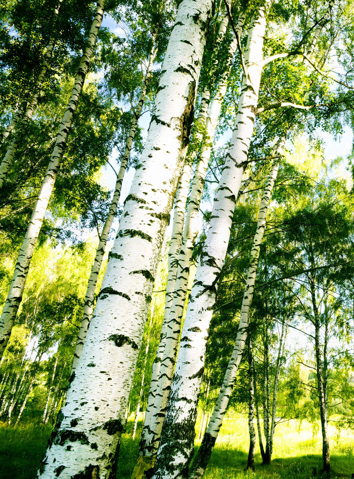 Fototapete DESIGNWALLS 2.0 - grün-weiß - Birkenwald - 2,6 Meter