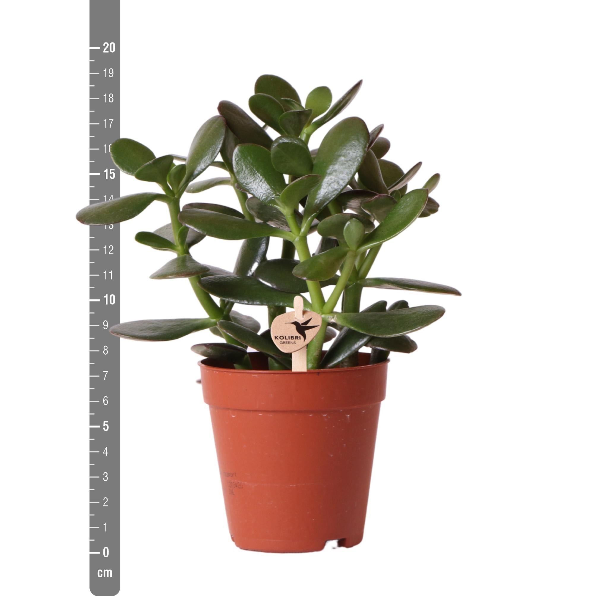 Crassula ovata h20cm - plante grasse d'intérieur