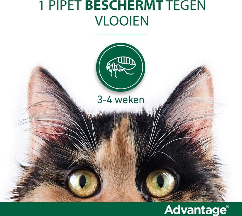 Advantage 80 Vlooiendruppels Kat - Vanaf 4 kg - 4 Pipetten