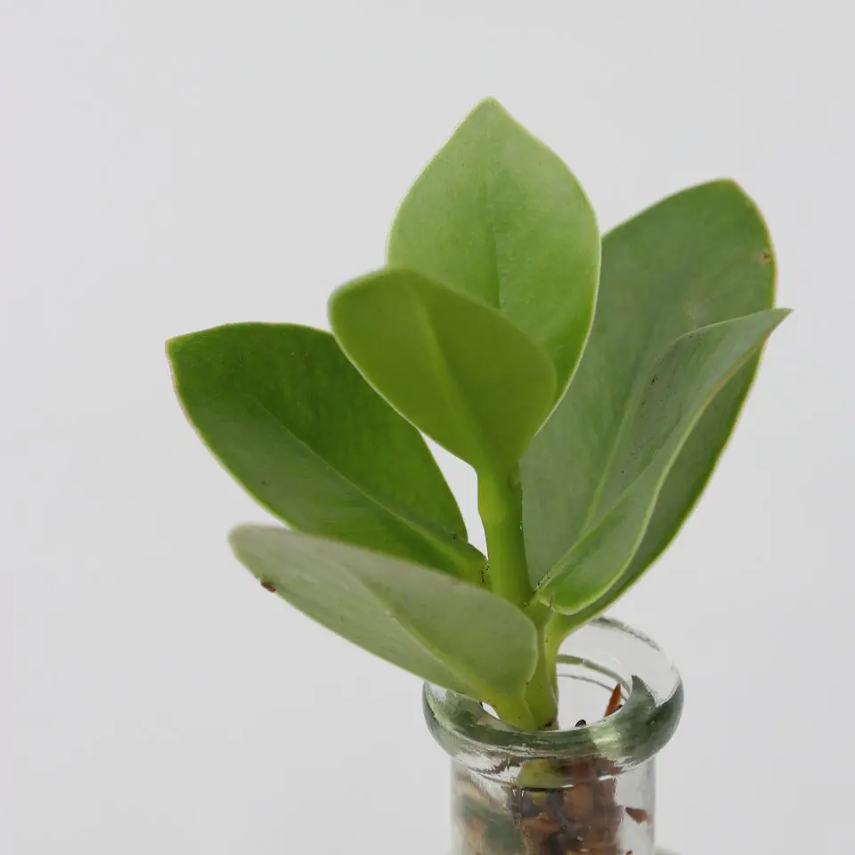 Varkensboom in glas met verlichting - Clusia rosea - Hoogte 15-20cm - ⌀8cm