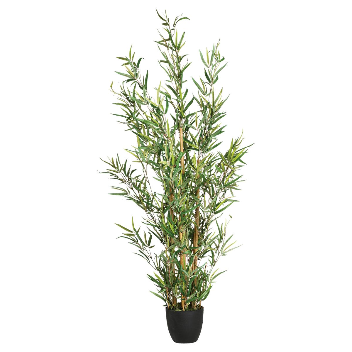 BAMBOU EN POT H.120CM