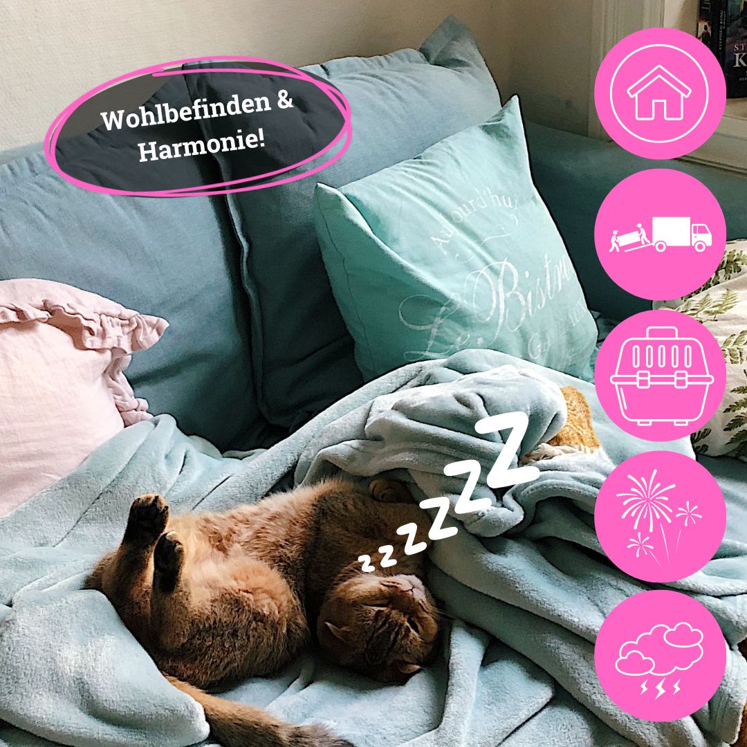 BeG Buddy COOLness Kitty Spray für Katzen, Beruhigung / Entspannung Katze