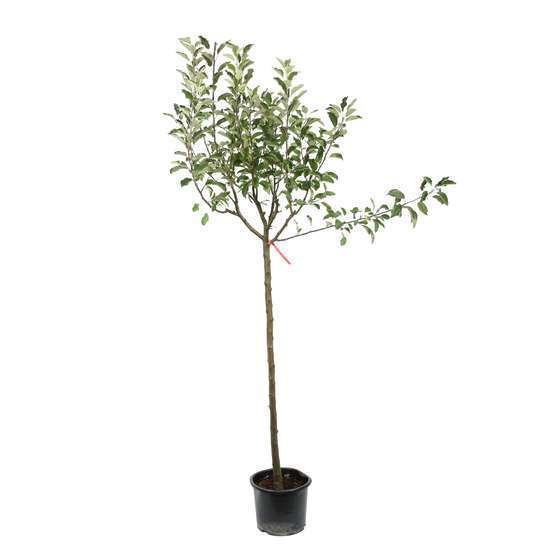 Pommier Melrose : ½ tige, 4-5 ans, H 170-180 cm